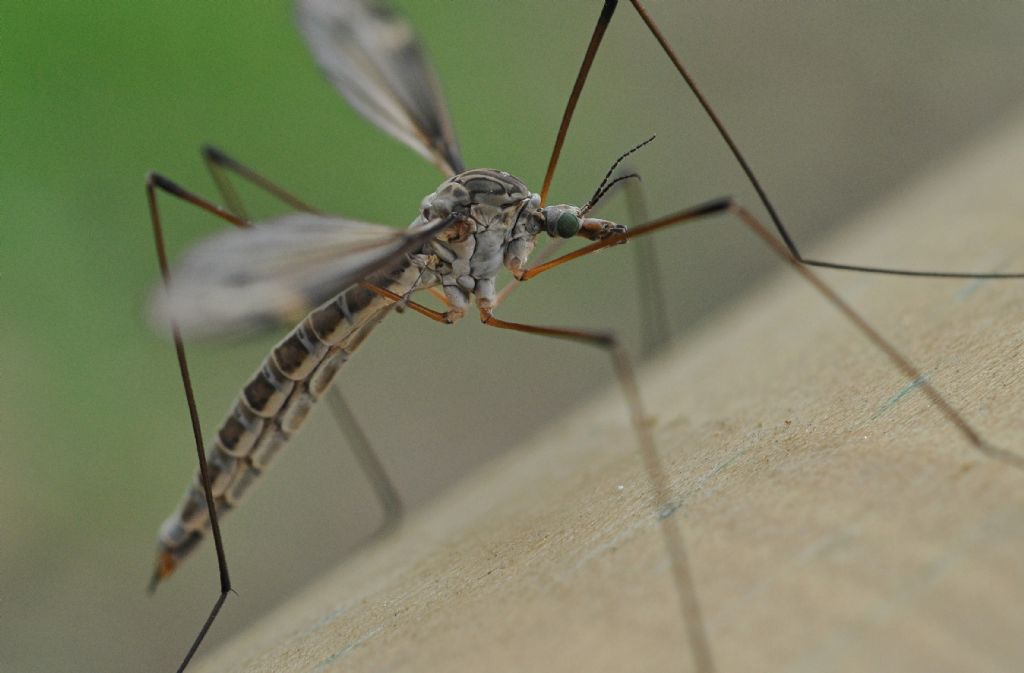 Tipulidae da id...